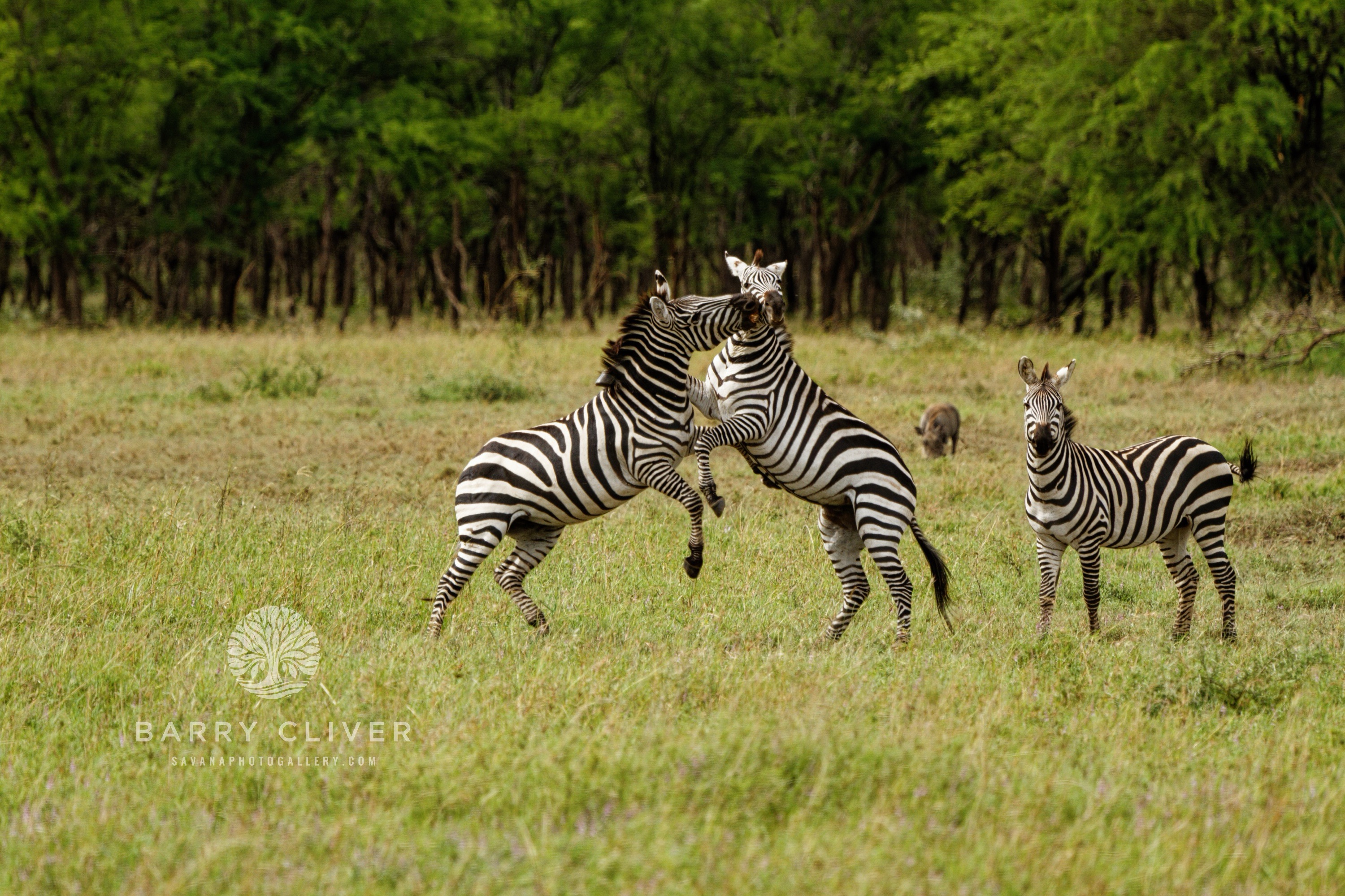 Sparring Zebras