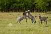 _MG_3517_MZebras.jpeg