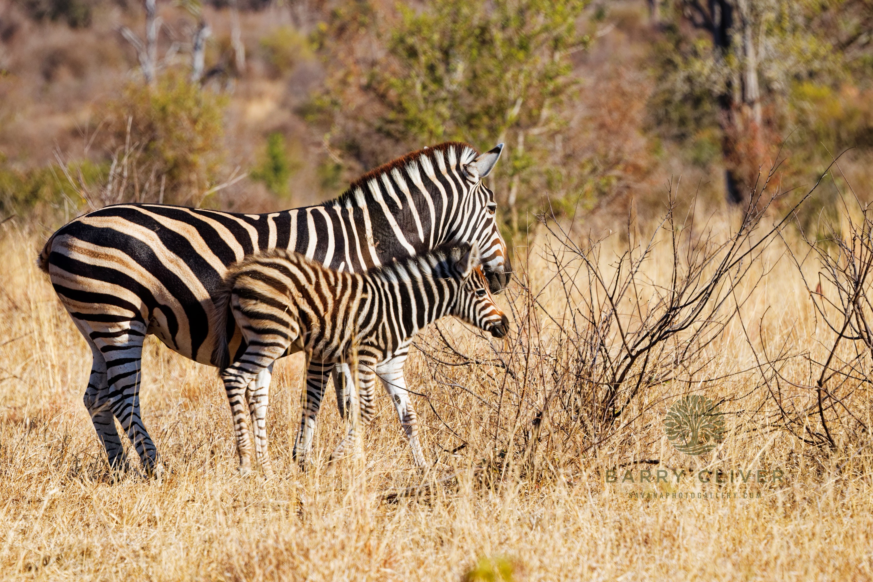 Burchell Zebra and Foal