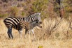 028A6783BurchellZebra.jpeg