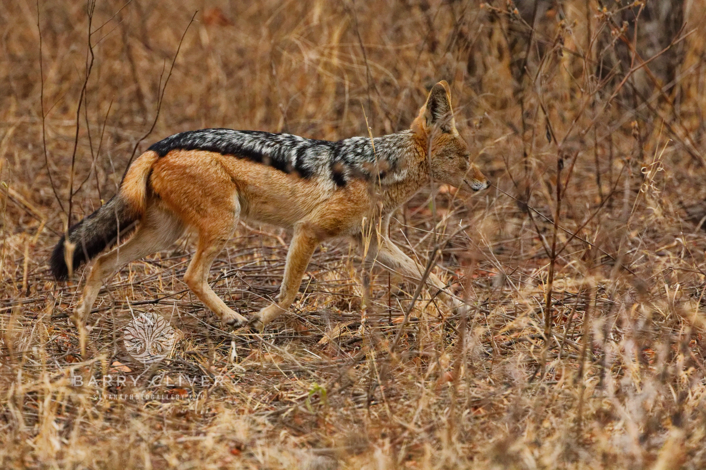 Black-backed Jackal