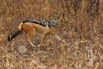 697A6946Jackal_signed.jpeg