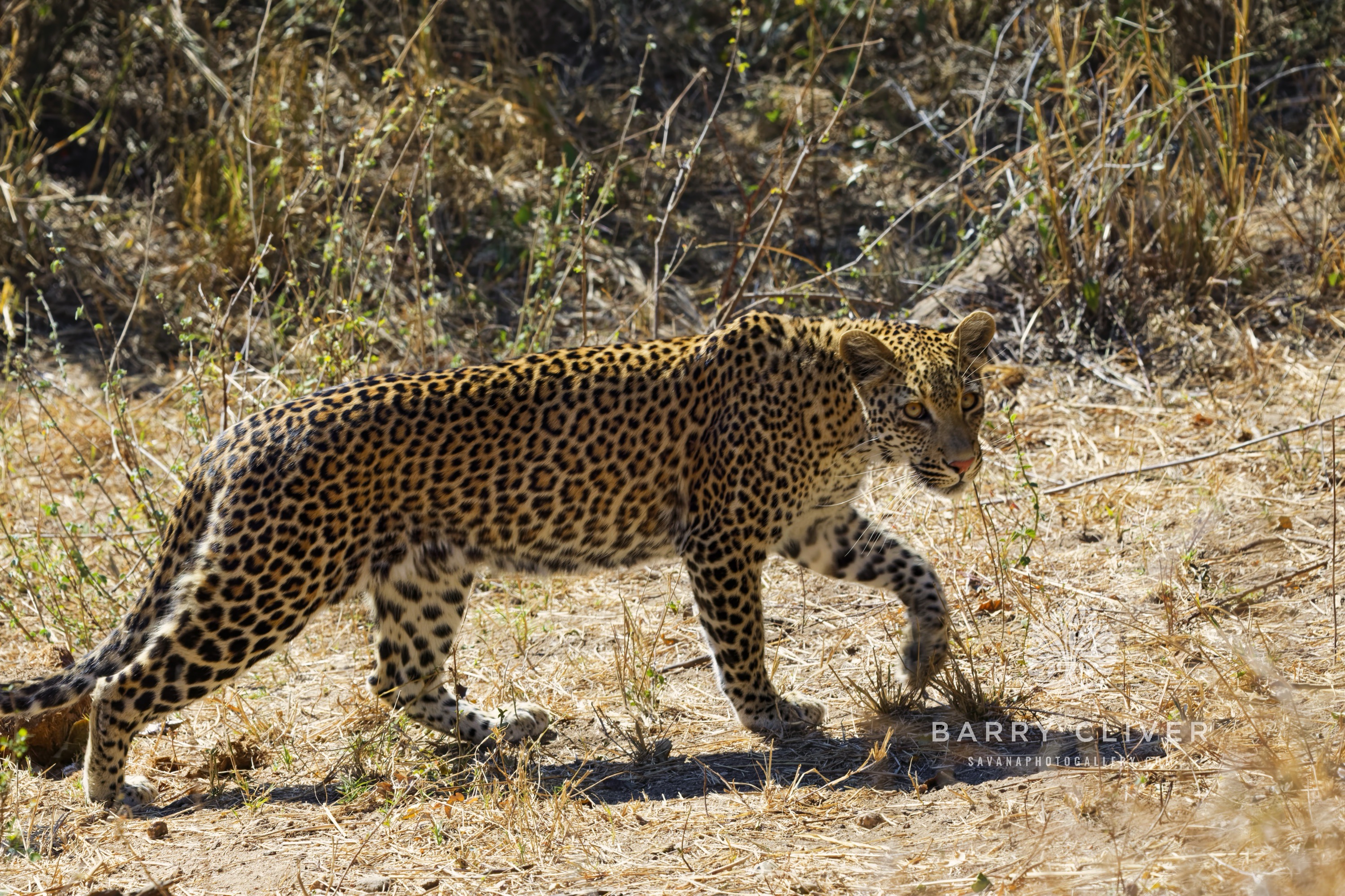Juvenile Leopard