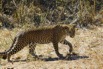 028A6765KrugerLeopard_signed.jpeg