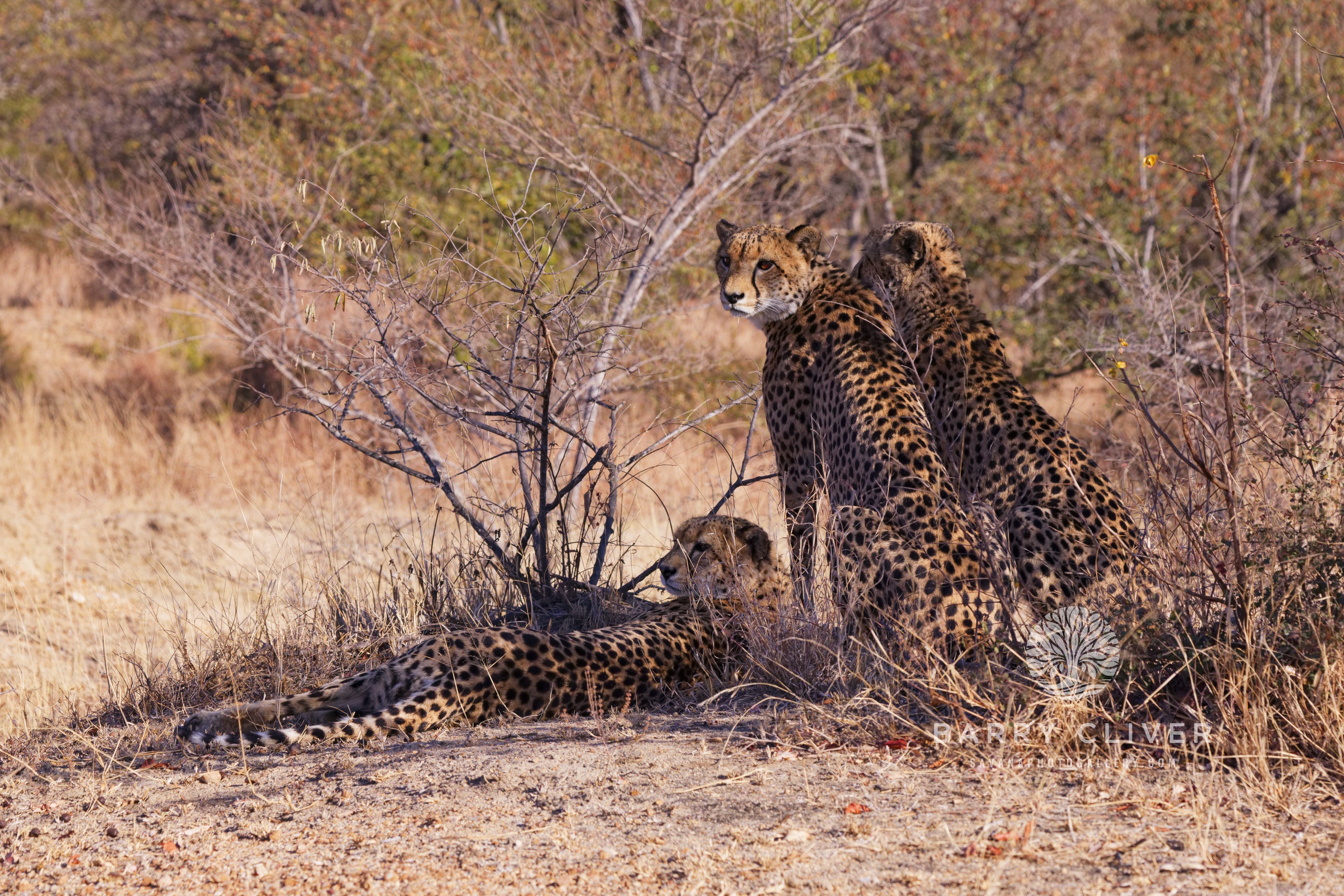 Cheetah Brothers