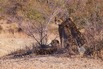 028A7027_1CheetahBros_signed.jpeg