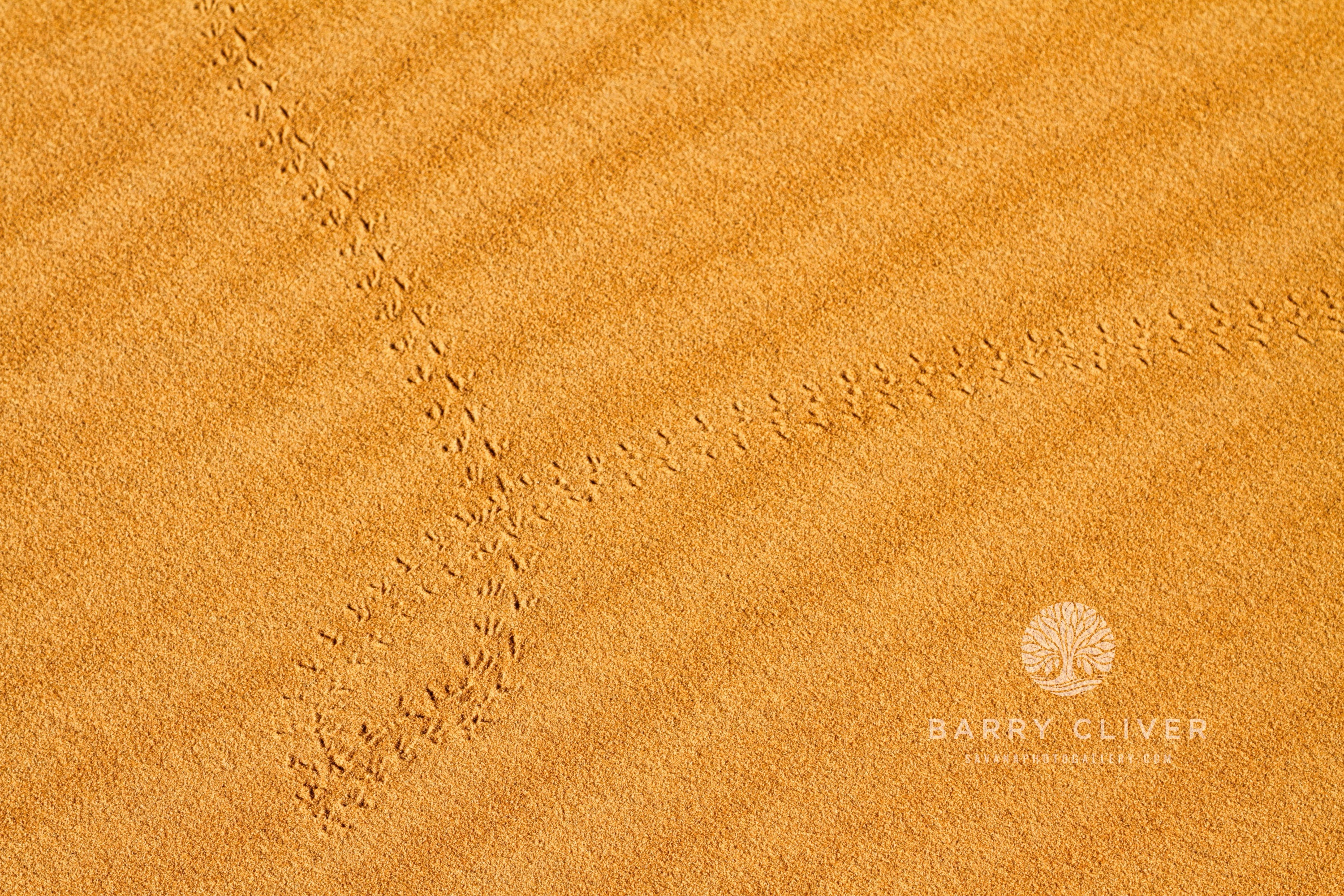 Tracks