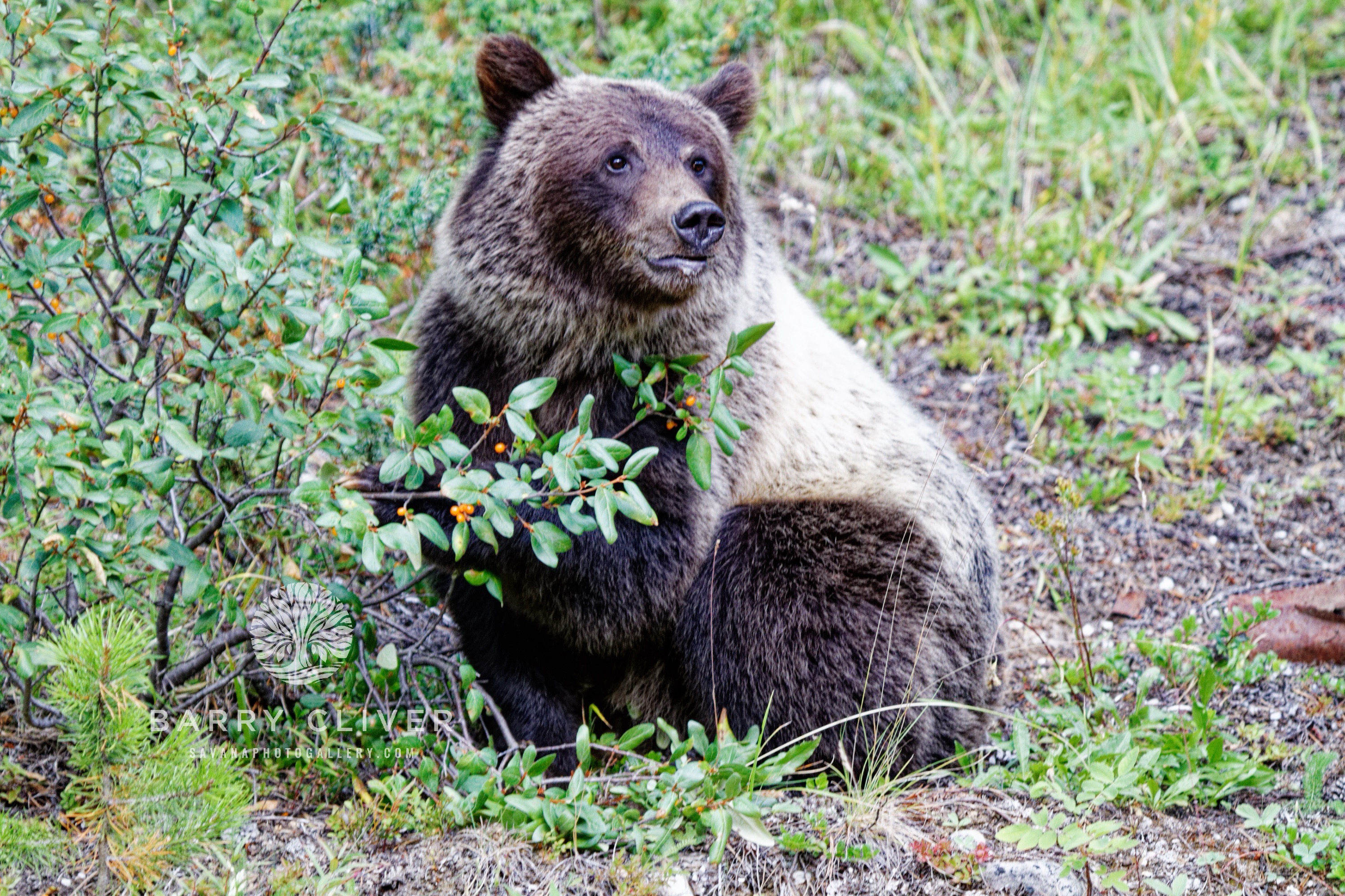 Banff Grizzly Cub