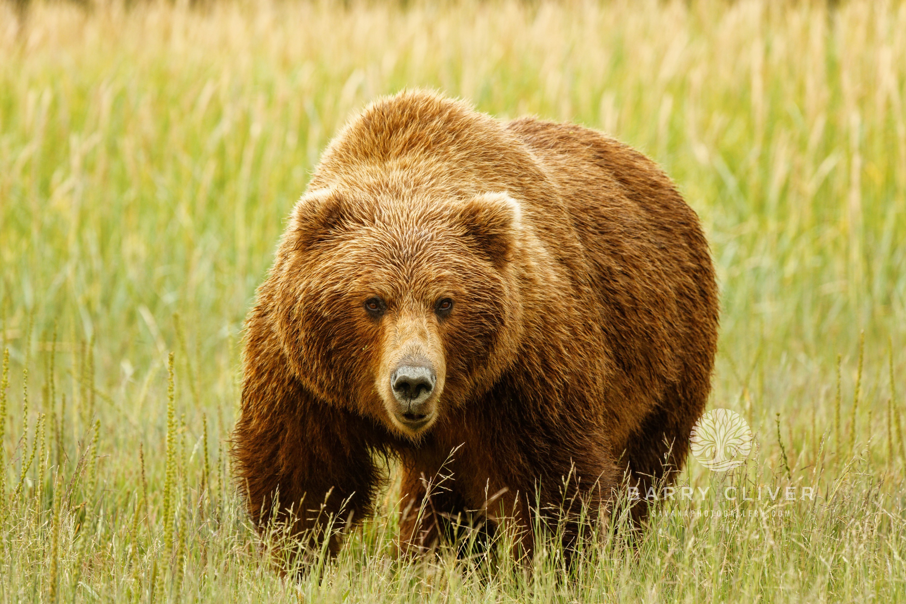 Lake Clark Brown Bear