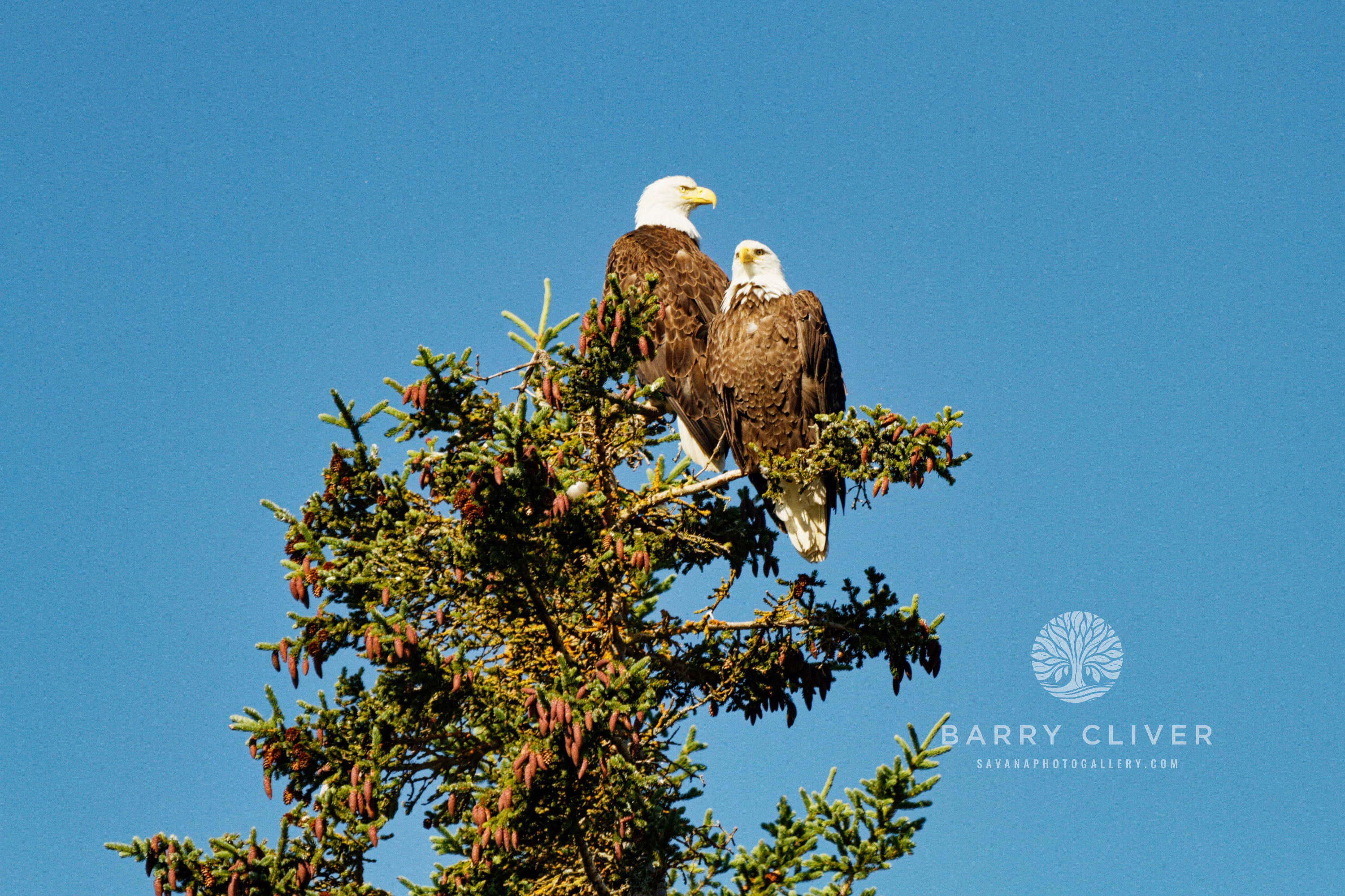 Bald Eagles
