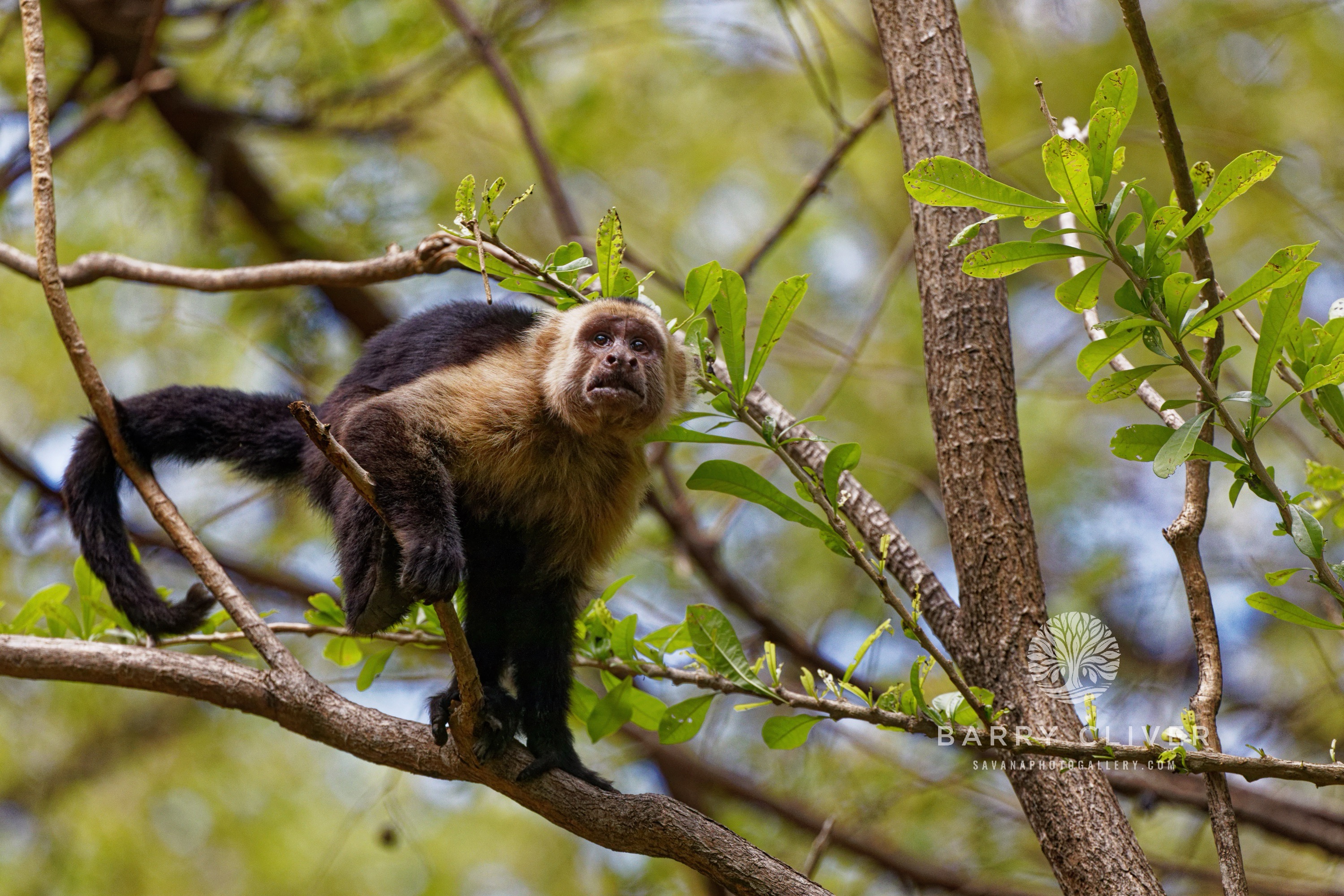 White-Faced Monkey