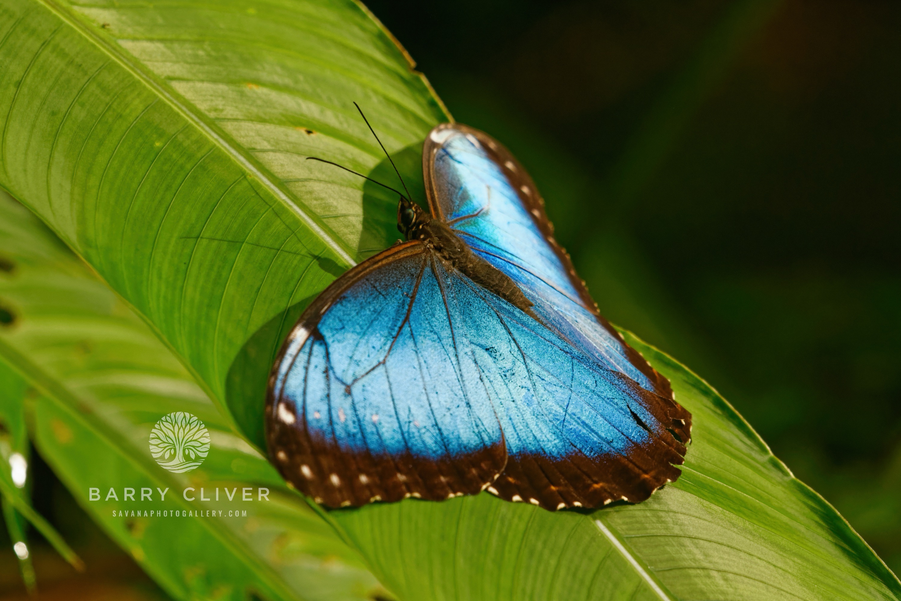 Blue Morpho